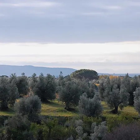 Quattro Pini Castagneto Carducci