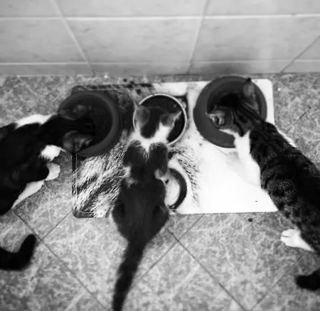 Quattro Pini Feriegård Castagneto Carducci