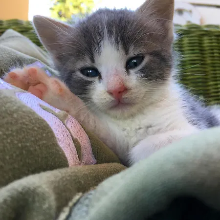 Quattro Pini Feriegård *