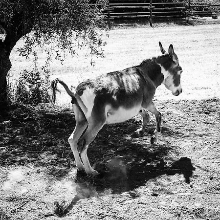 Quattro Pini Feriegård